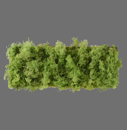 Zuma Line Green Carl 003902-031979 Plafon